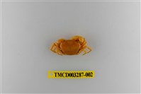 藏品(達觀澤蟹)的圖片